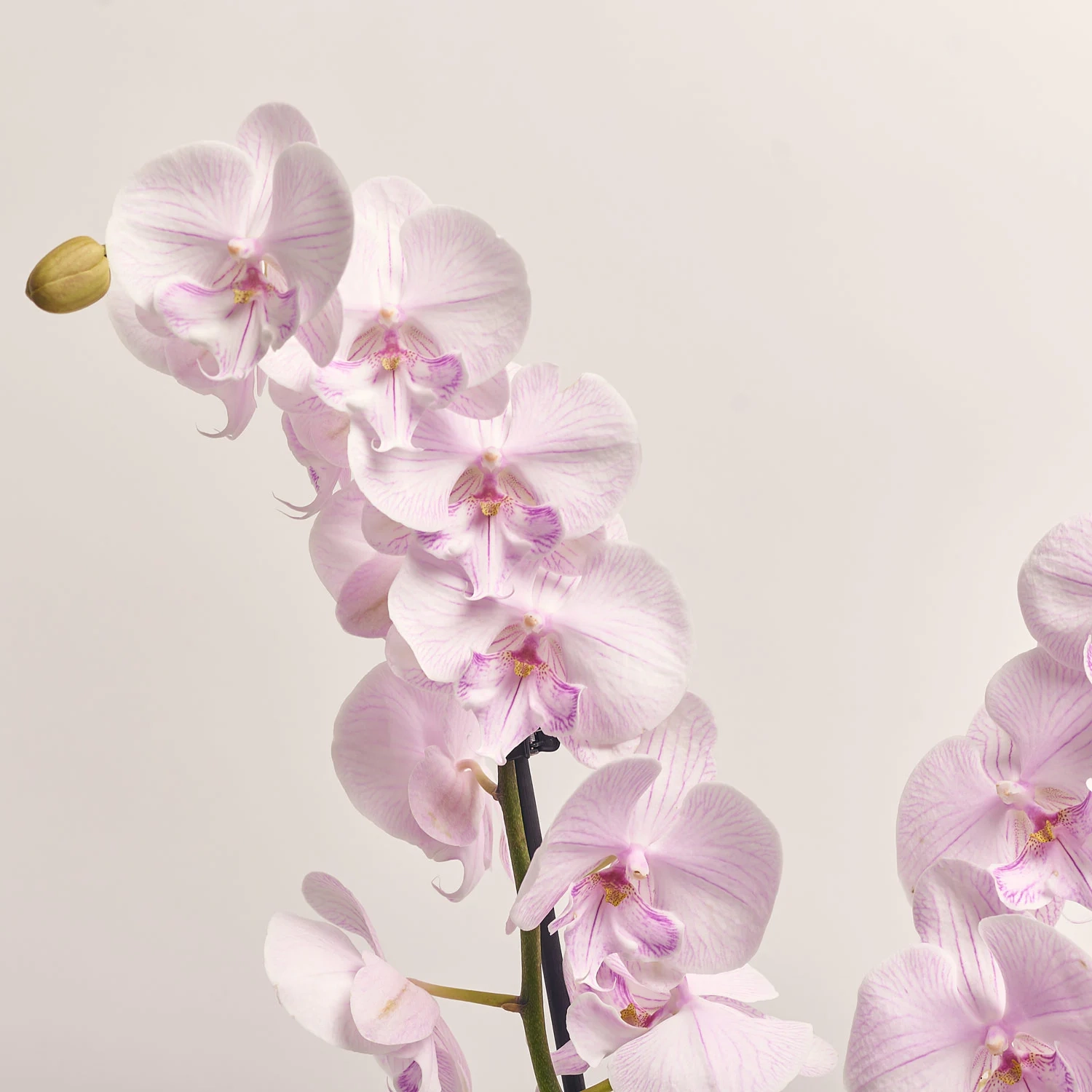 Зображення товару Фаленопсис 2ст. мікс, артикул: 18519