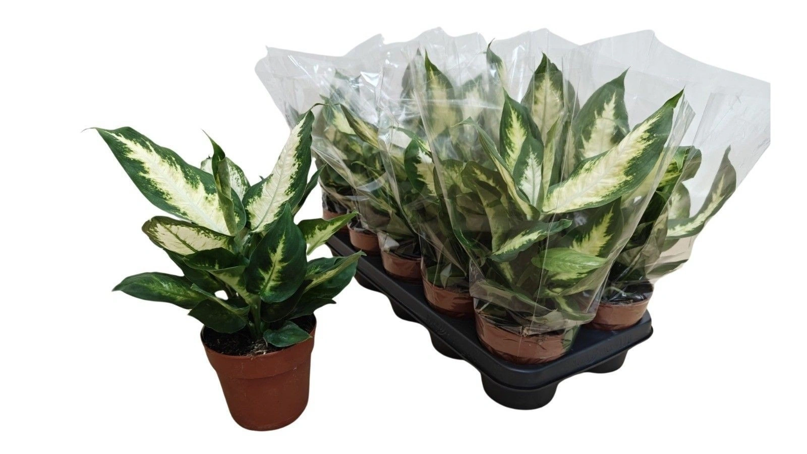 Зображення товару Дифенбахія Камілла, артикул: 57696