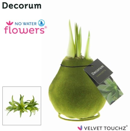 Амариліс "Вельвет Тач" Евергрін Декорум, артикул: 54371 Зображення товару Амариліс "Вельвет Тач" Евергрін Декорум, артикул: 54371