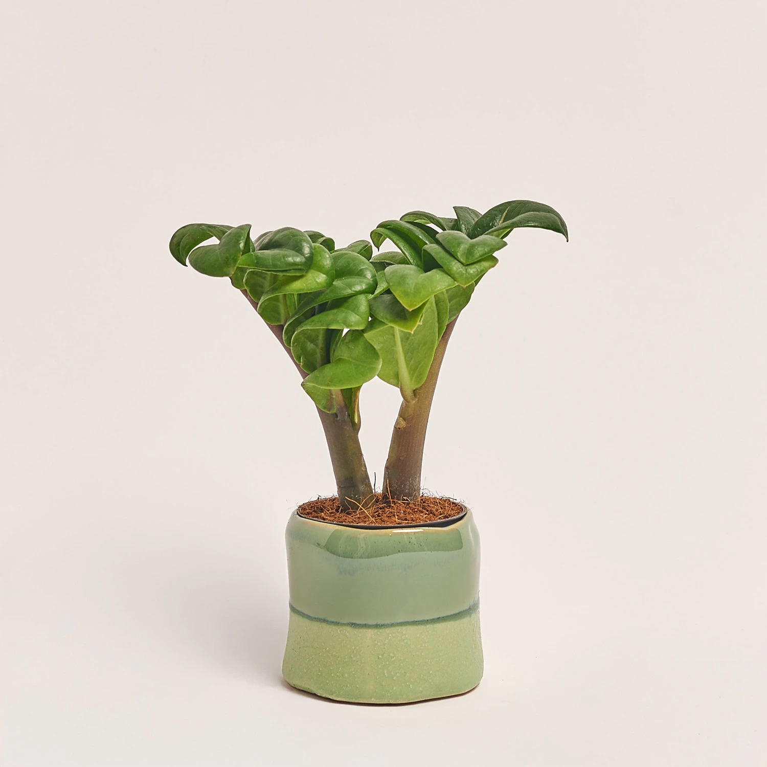 Заміокулькас Зензі "Евіта" в кер., артикул: 53077 Зображення товару Заміокулькас Зензі "Евіта" в кер., артикул: 53077