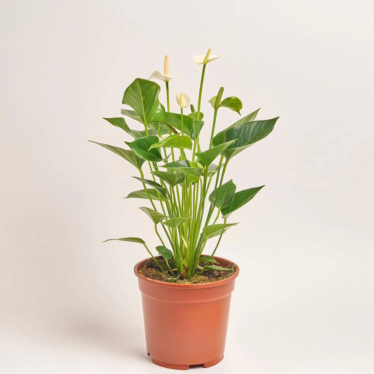 Зображення товару Антуріум мікс, артикул: 56719