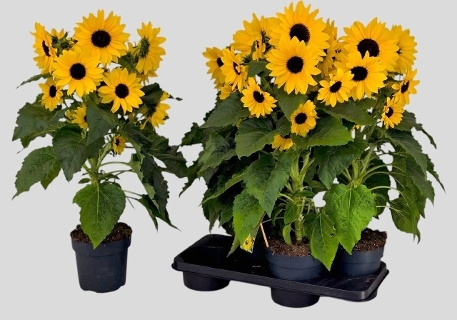 Зображення товару Геліантус Санфін, артикул: 57697