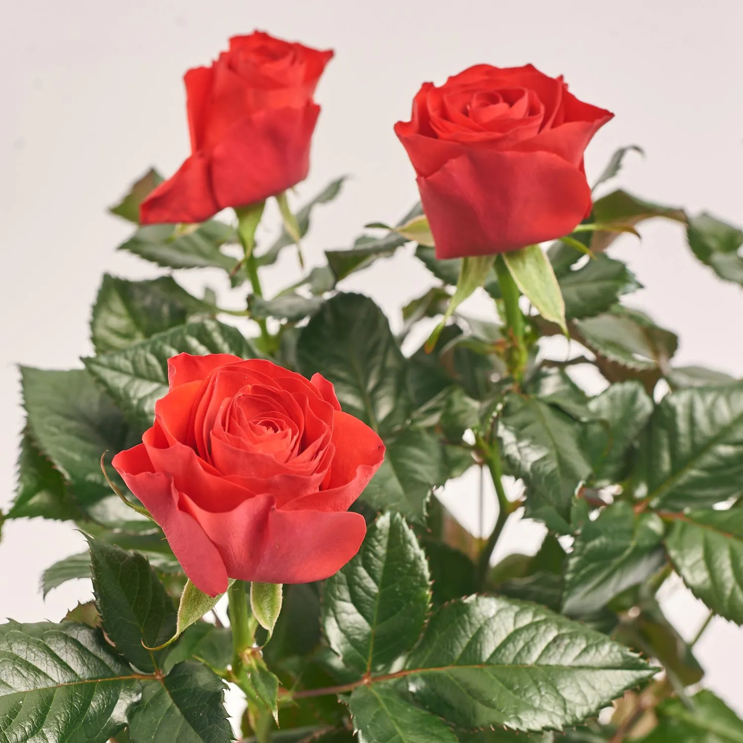 Зображення товару Троянда червона та Кашпо Сет 344, артикул: 56162