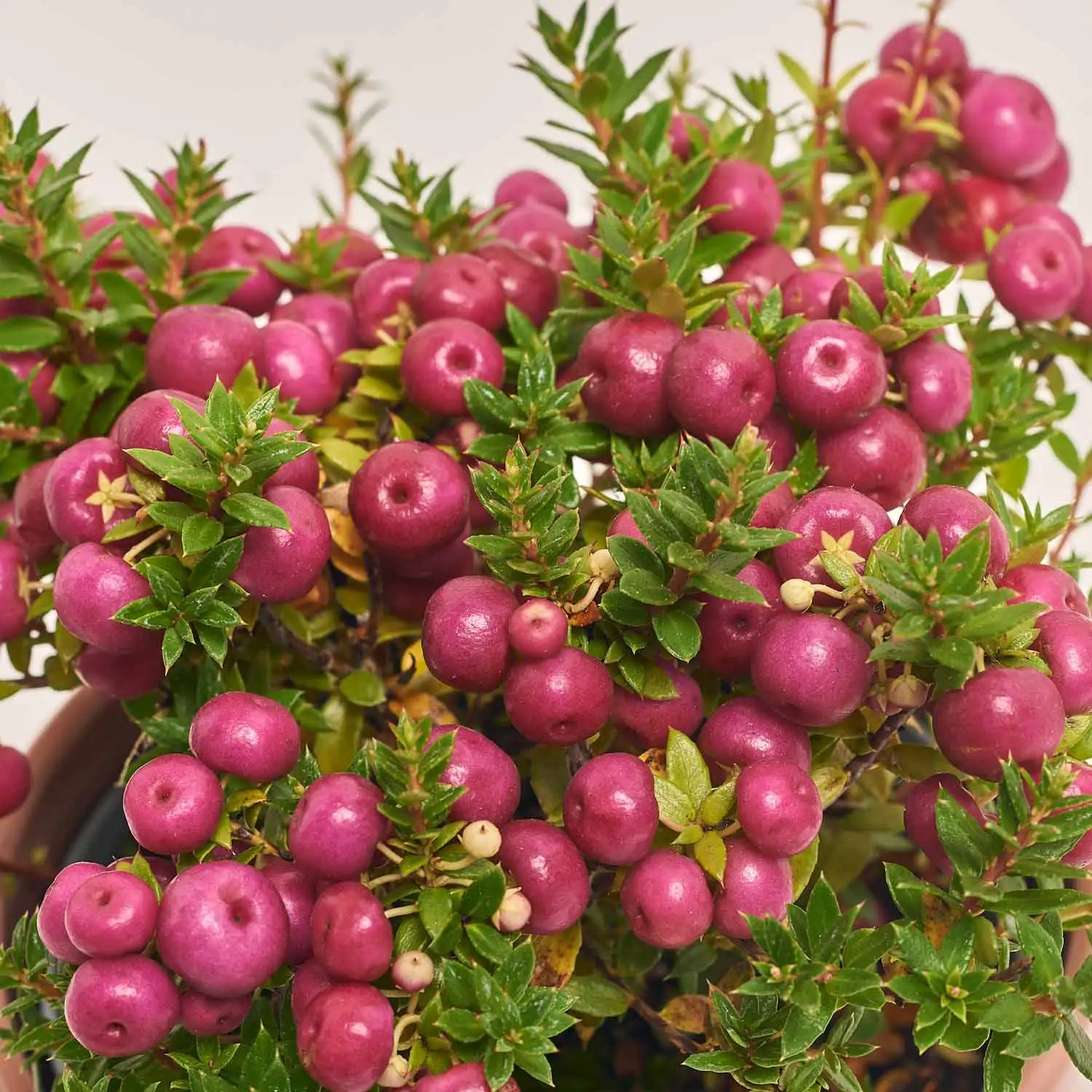 Гаультерія та Кашпо Сет 426, артикул: 53346 Зображення товару Гаультерія та Кашпо Сет 426, артикул: 53346