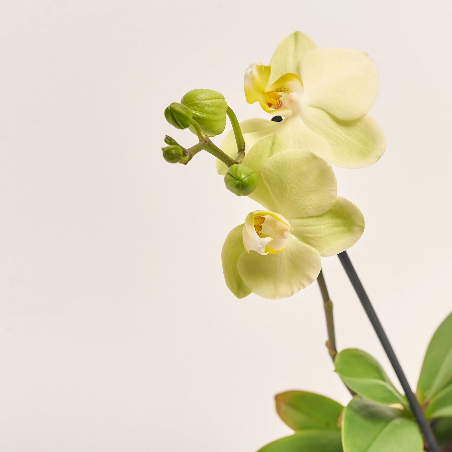 Зображення товару Фаленопсис Мф 2ст. в кер, артикул: 38133