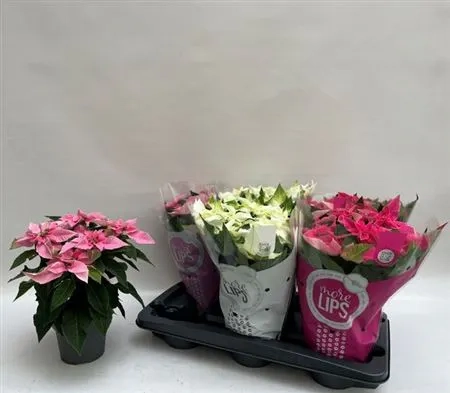 Зображення товару Пуансетія мікс, артикул: 53273