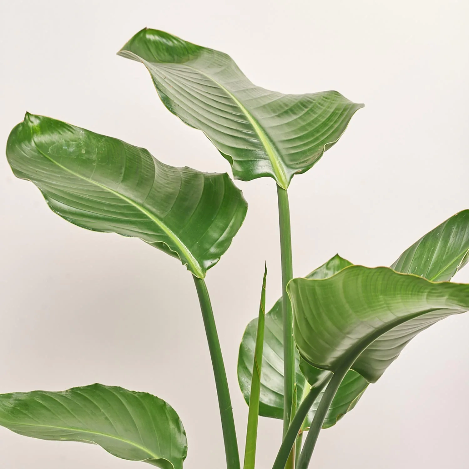 Стреліція Ніколай, артикул: 56049 Зображення товару Стреліція Ніколай, артикул: 56049