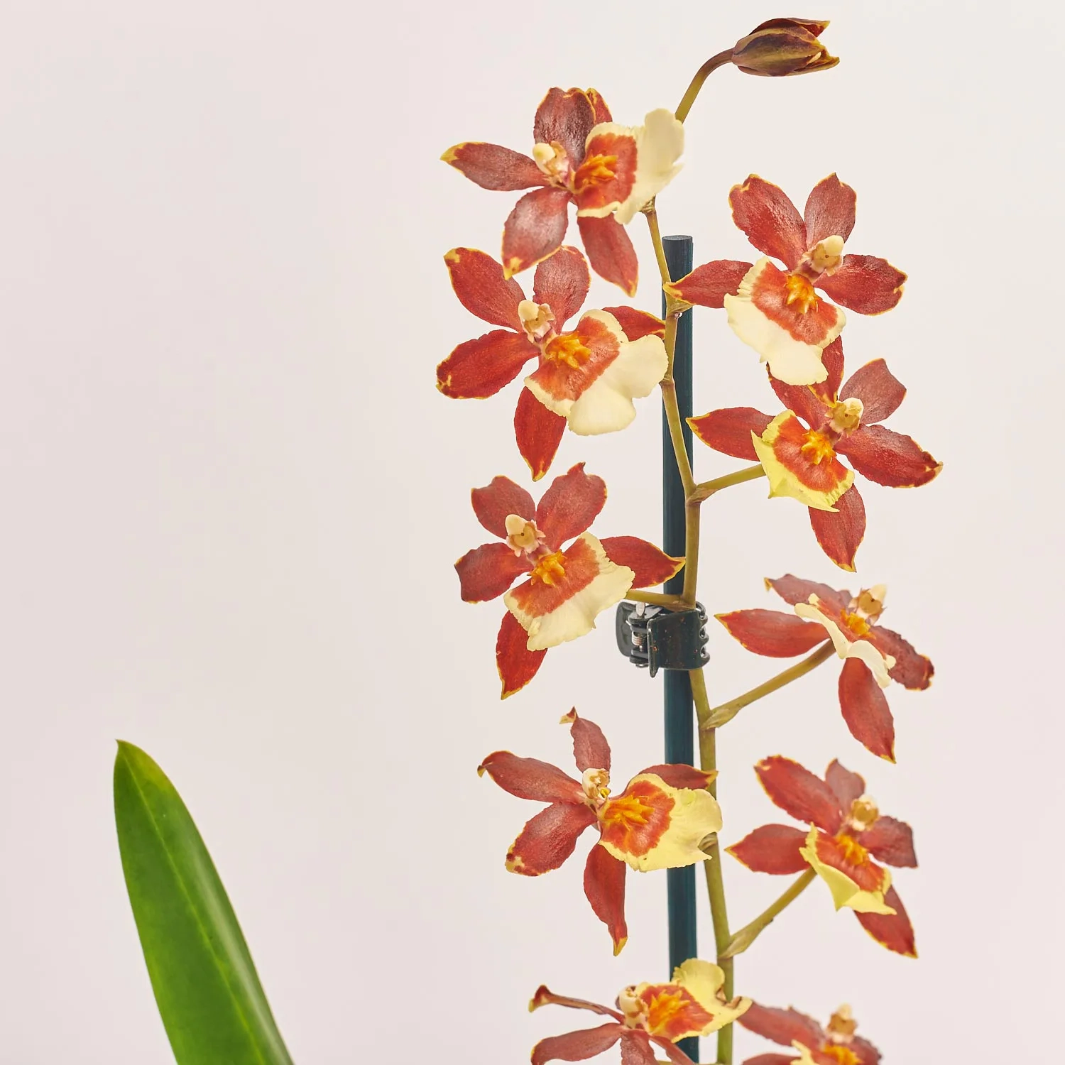 Зображення товару Камбрія мікс 1ст., артикул: 36345