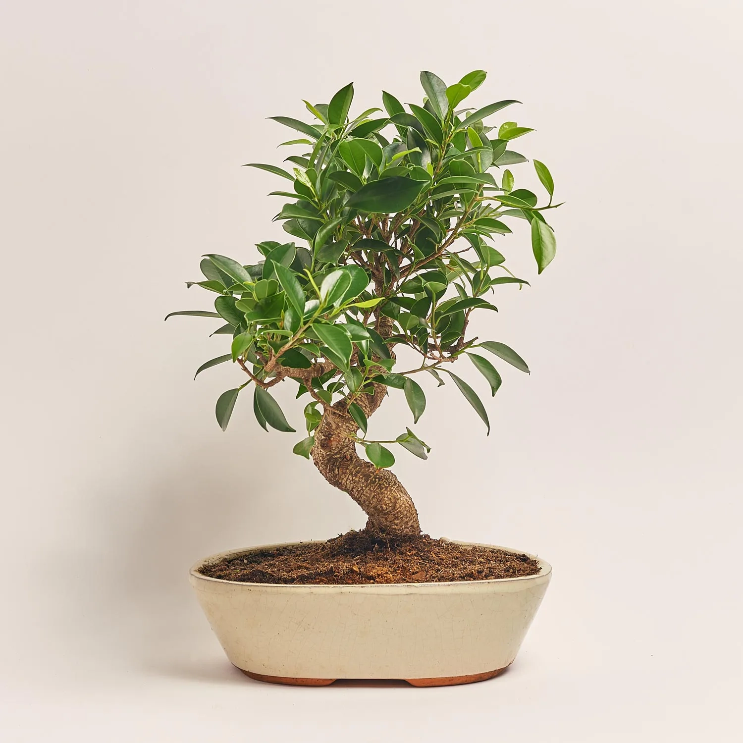 Бонсай в кер., артикул: 52984 Зображення товару Бонсай в кер., артикул: 52984