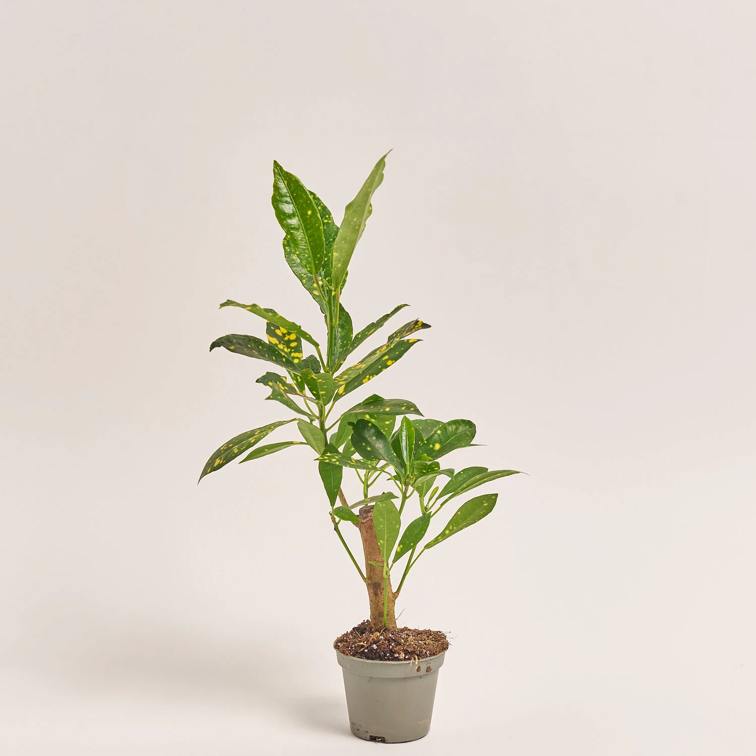 Кодіум Мікс, артикул: 52078 Зображення товару Кодіум Мікс, артикул: 52078