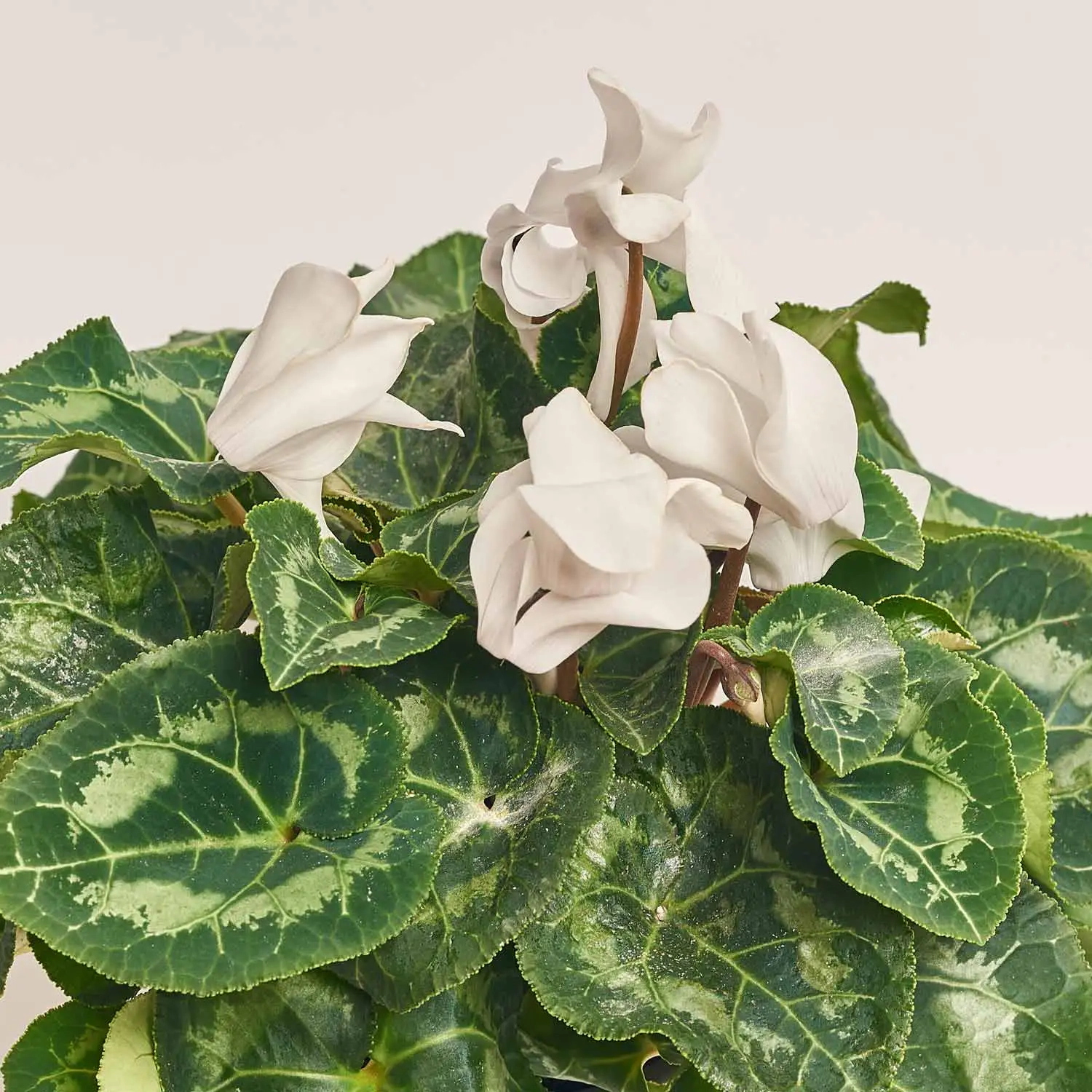 Цикламен XL мікс, артикул: 2671 Зображення товару Цикламен XL мікс, артикул: 2671