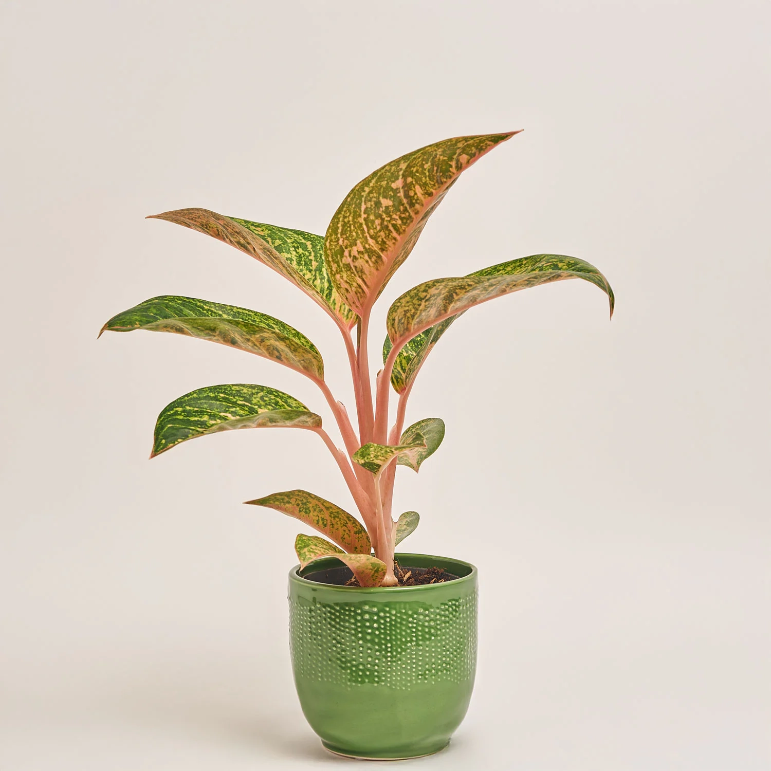 Аглаонема та Кашпо Сет 341, артикул: 53343 Зображення товару Аглаонема та Кашпо Сет 341, артикул: 53343