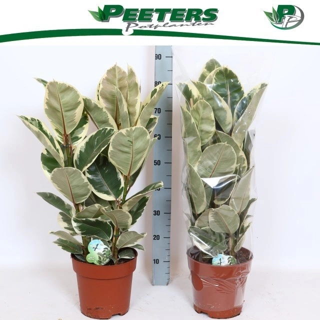 Зображення товару Фікус ел Тінеке 3ст., артикул: 56888