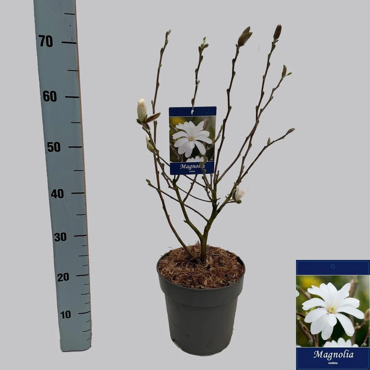 Зображення товару Магнолія Стеллата, артикул: 56755