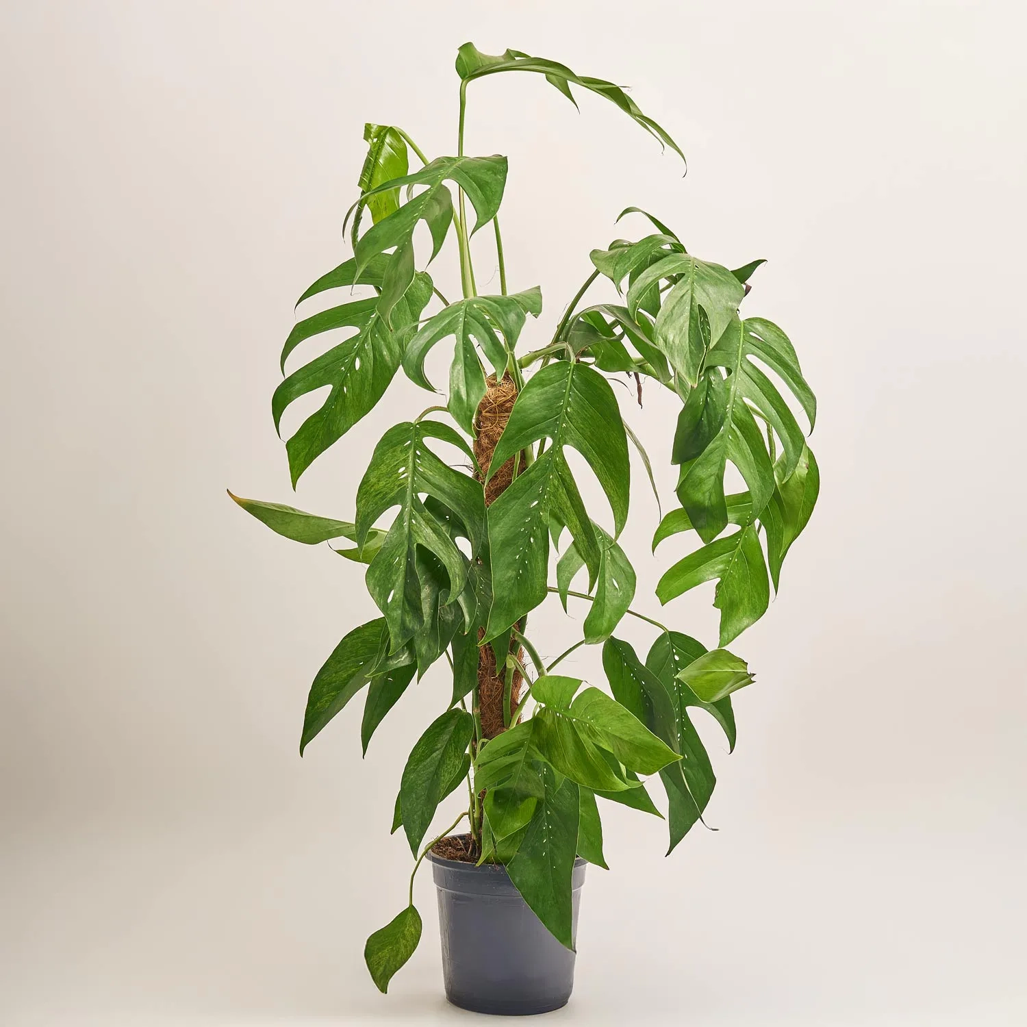 Зображення товару Епіпремнум Балтик Блу, артикул: 53328