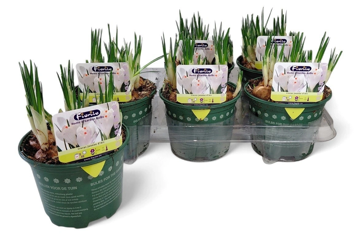 Зображення товару Крокус Жанна Д'Арк, артикул: 56683