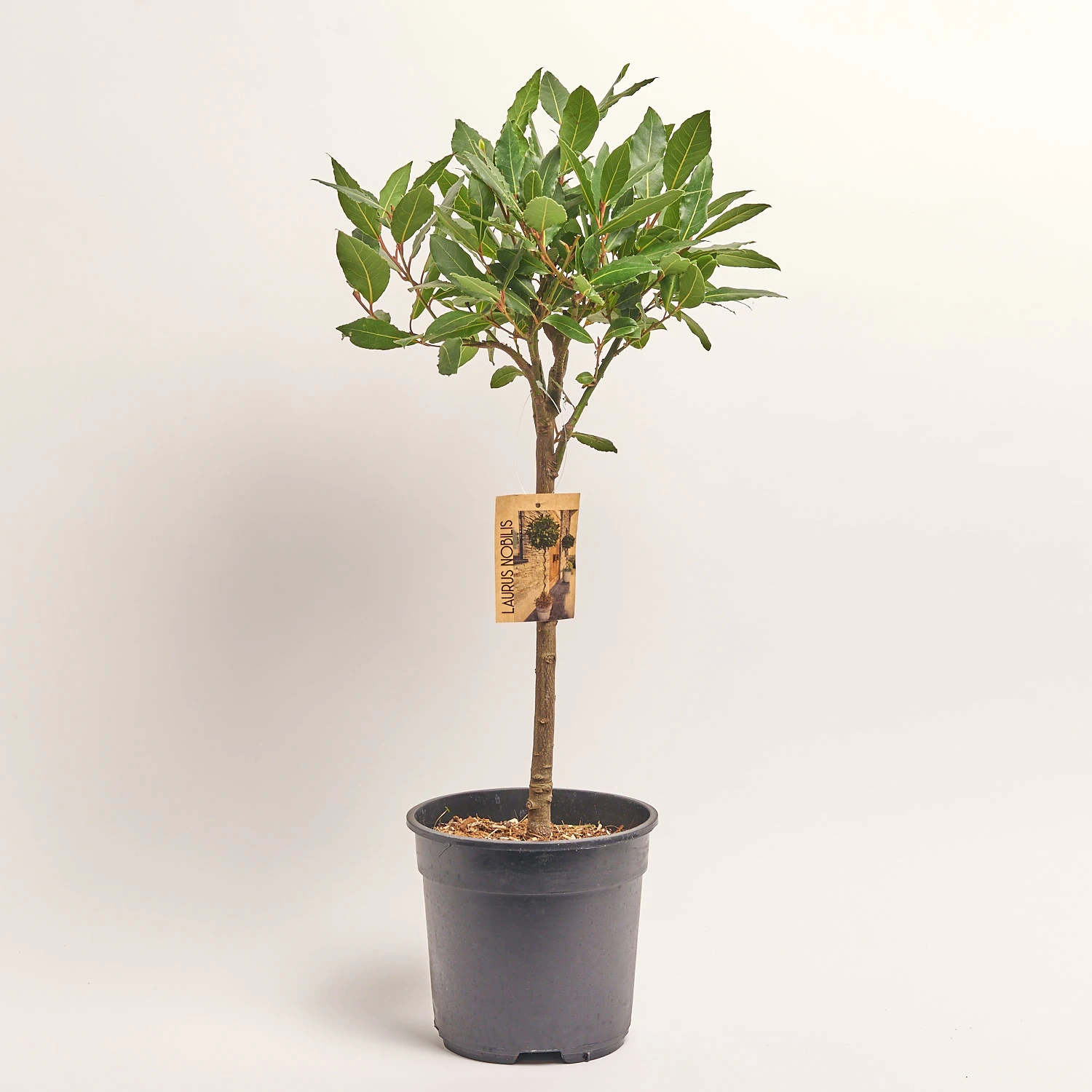 Зображення товару Лавр Нобіліс, артикул: 36454