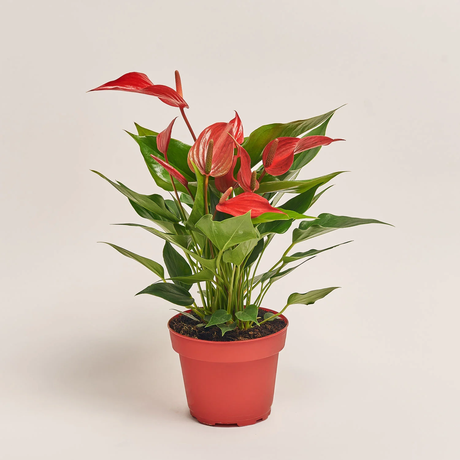 Антуріум Бандероля Ройя, артикул: 52671 Зображення товару Антуріум Бандероля Ройя, артикул: 52671