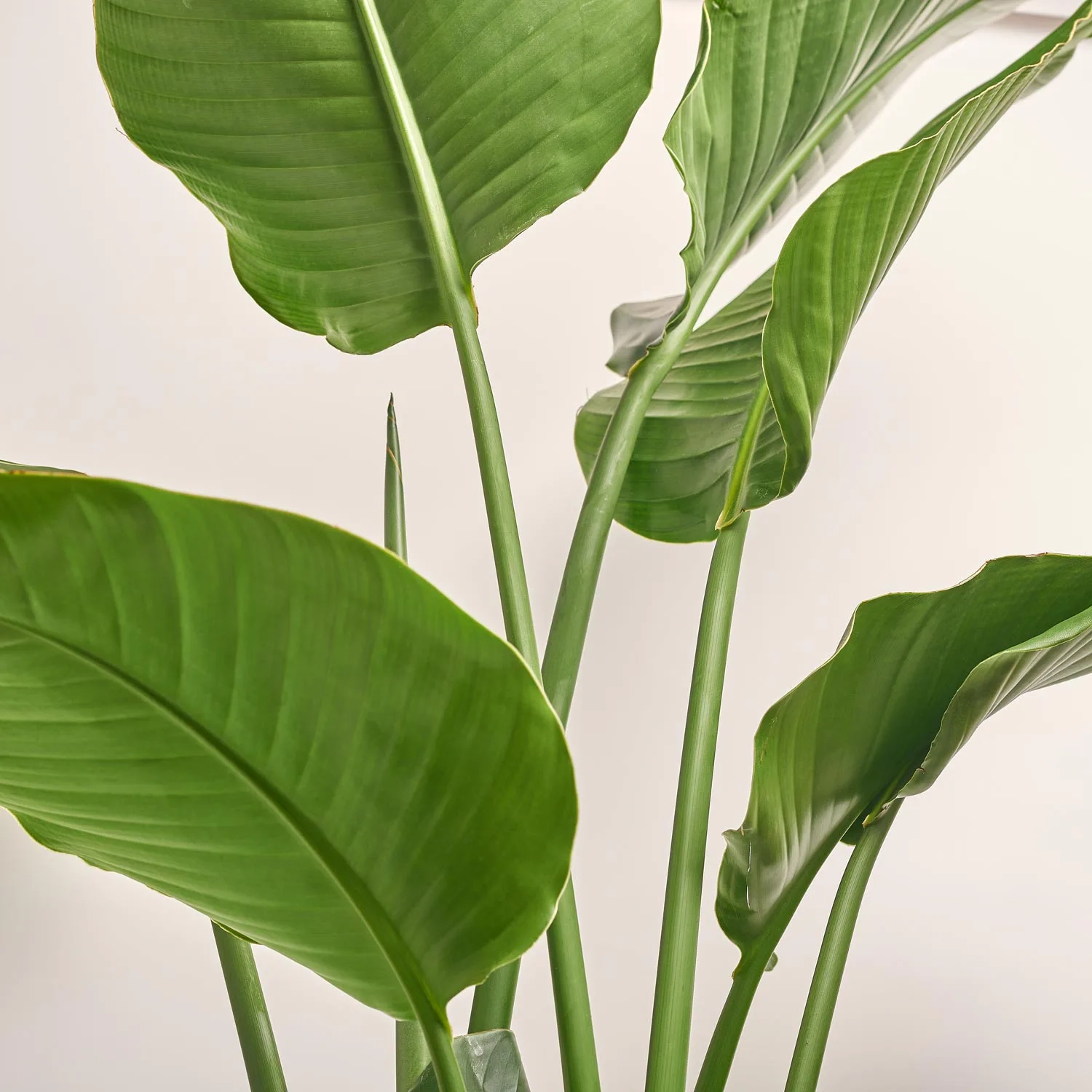 Зображення товару Стреліція Ніколай, артикул: 54061