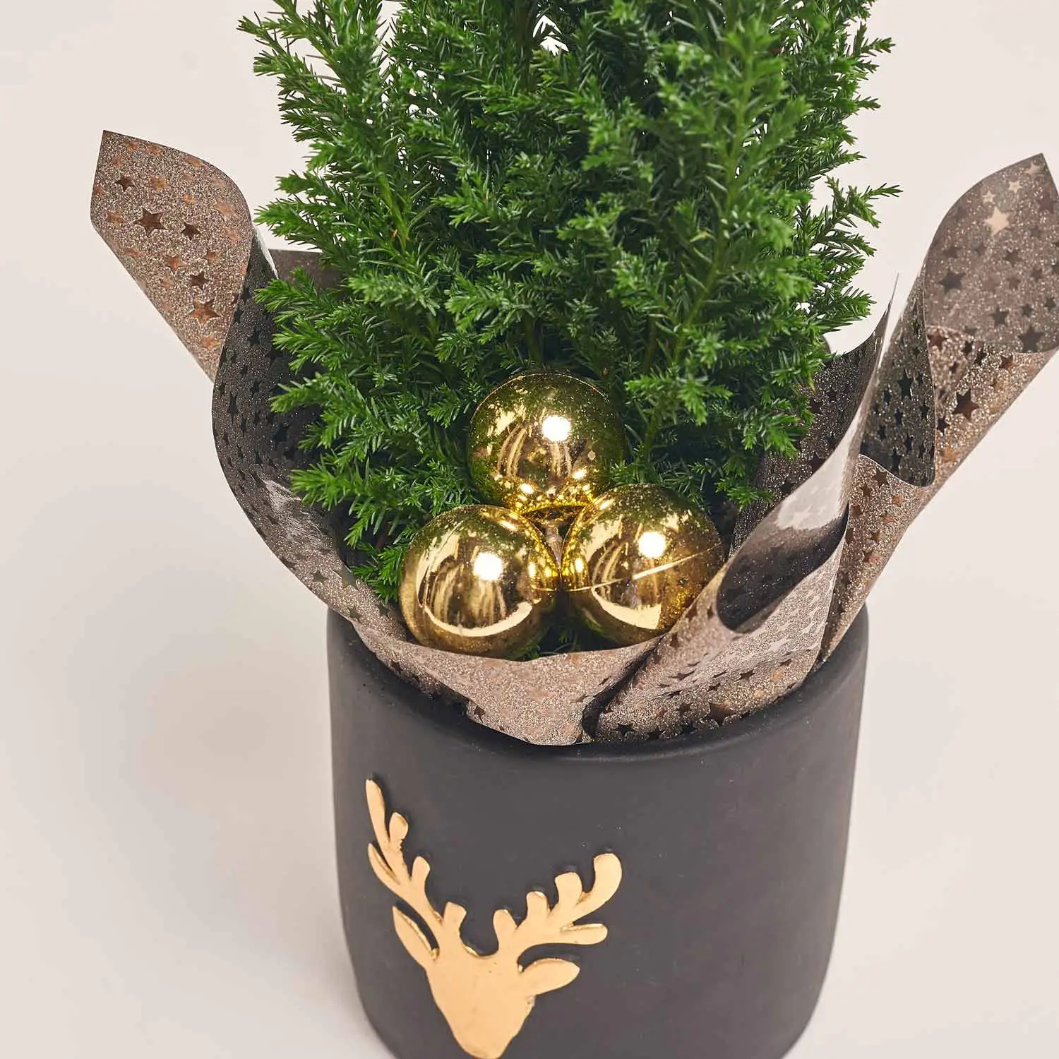 Зображення товару Кипарис Елвуді Декор в кер., артикул: 43397