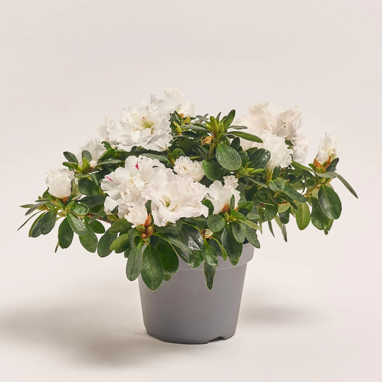 Азалія мікс, артикул: 25143 Зображення товару Азалія мікс, артикул: 25143