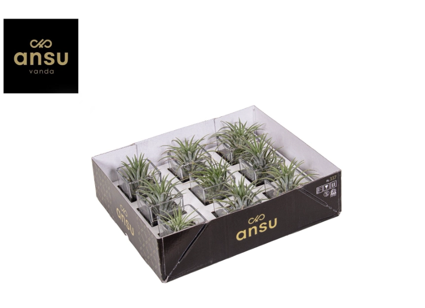 Зображення товару Тілландсія Іонанта Грін у склі, артикул: 54123