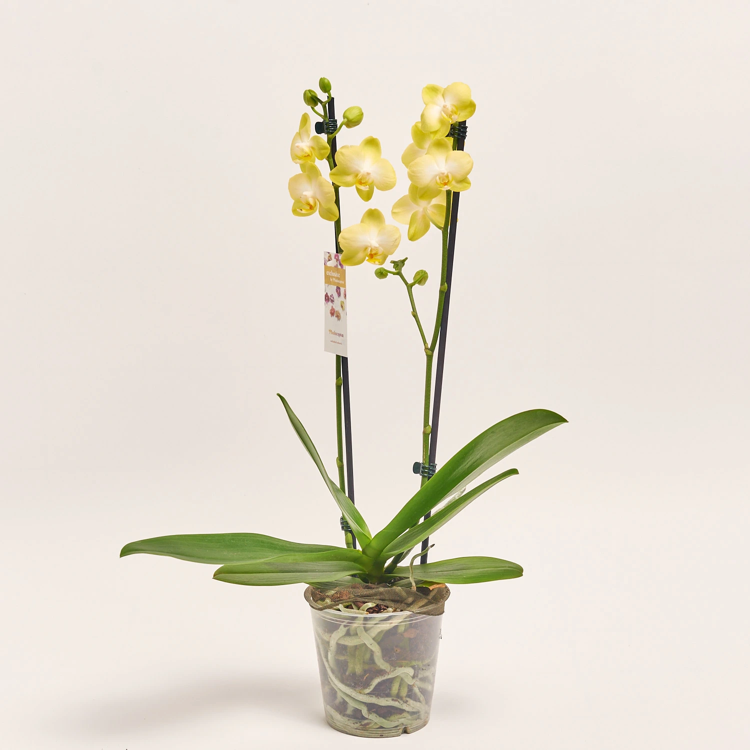 Зображення товару Фаленопсис 2ст. мікс, артикул: 25844