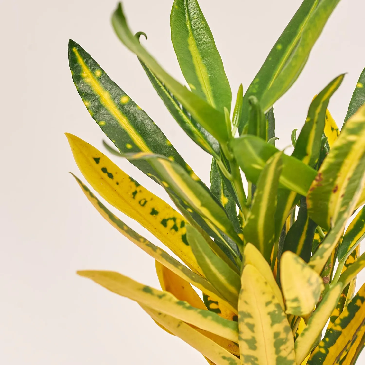 Зображення товару Кротон мікс, артикул: 51787