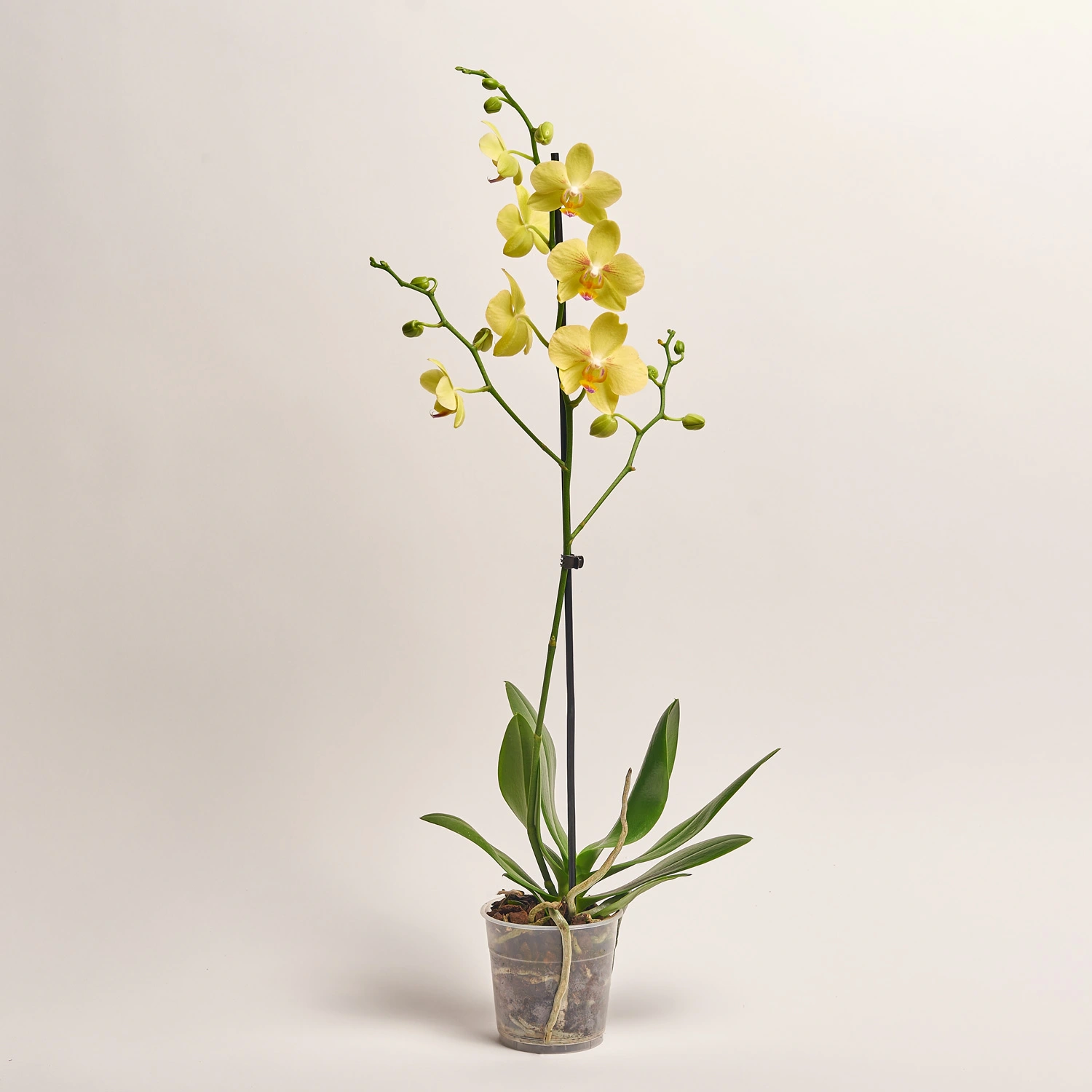 Фаленопсис 1ст. мікс, артикул: 18850 Зображення товару Фаленопсис 1ст. мікс, артикул: 18850