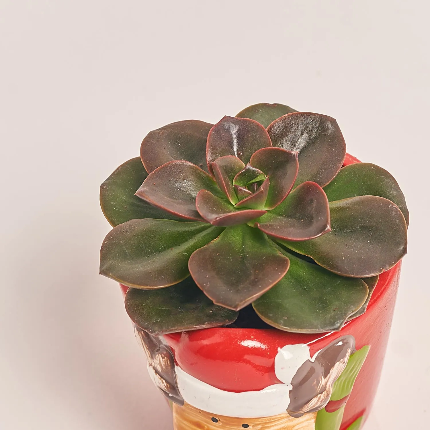 Зображення товару Сукулент мікс "Оленята" в кер., артикул: 53958