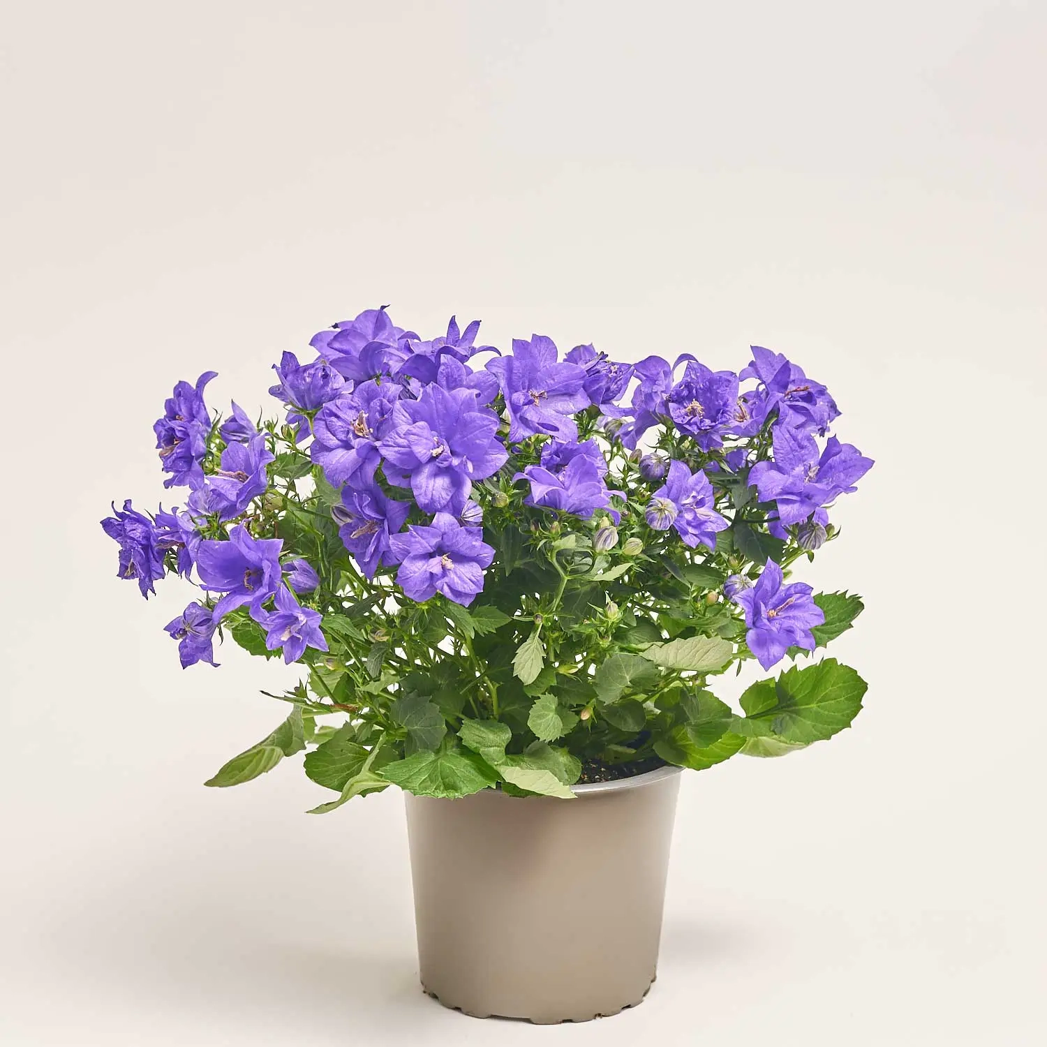 Кампанула Наполі, артикул: 1257 Зображення товару Кампанула Наполі, артикул: 1257