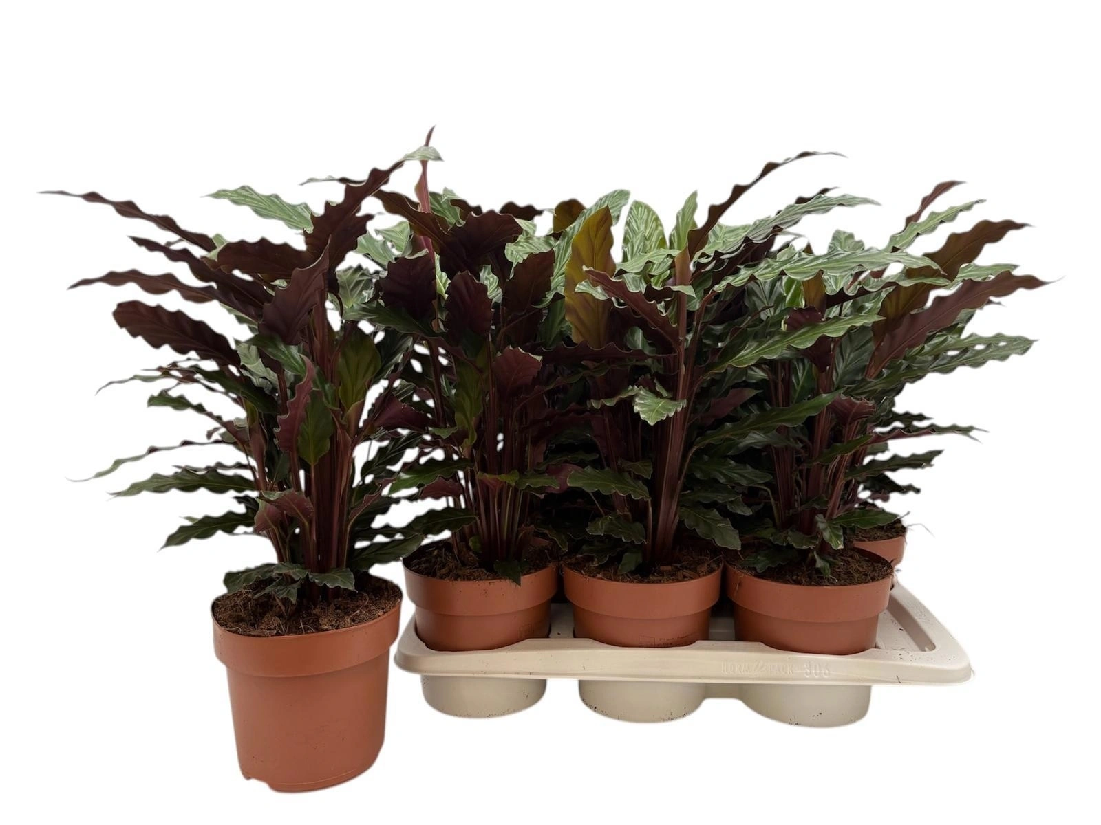 Зображення товару Калатея Руф, артикул: 57445