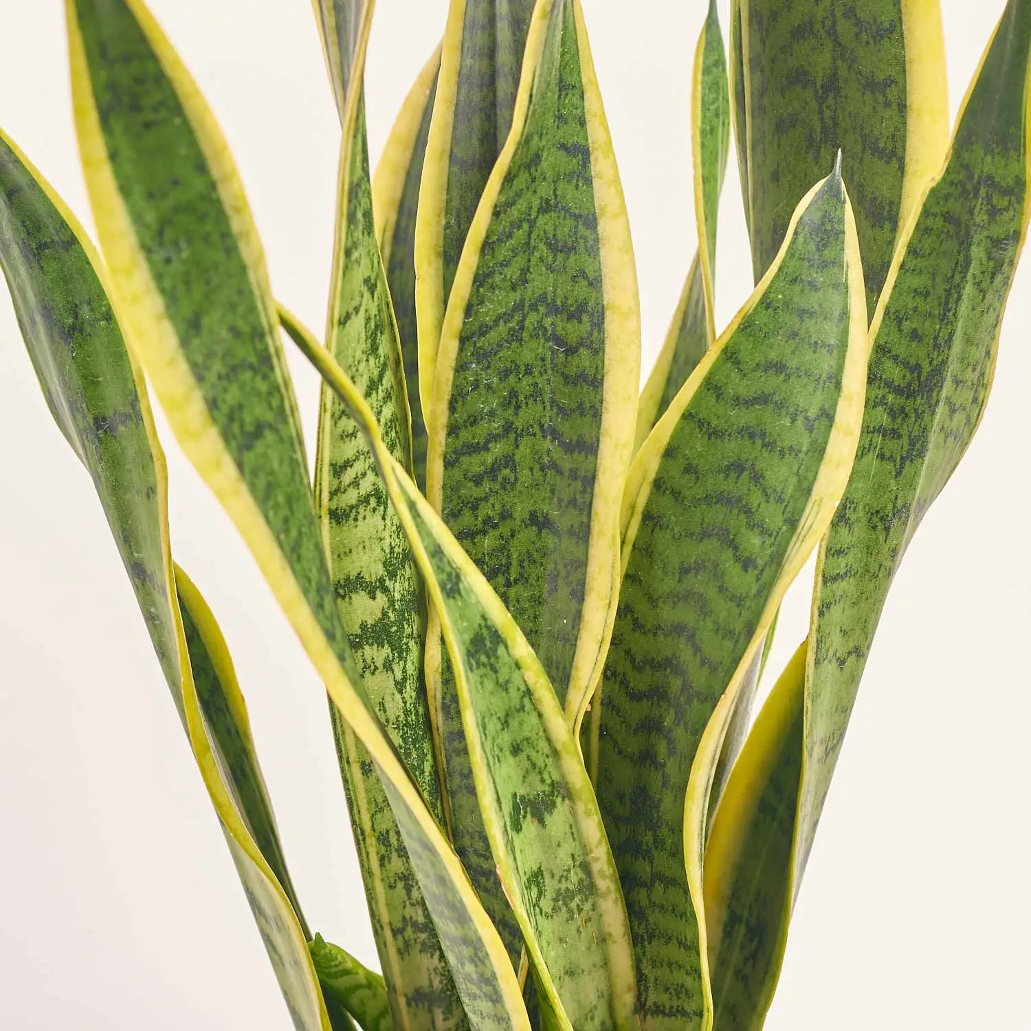 Зображення товару Сансевієрія Лауренті, артикул: 28047