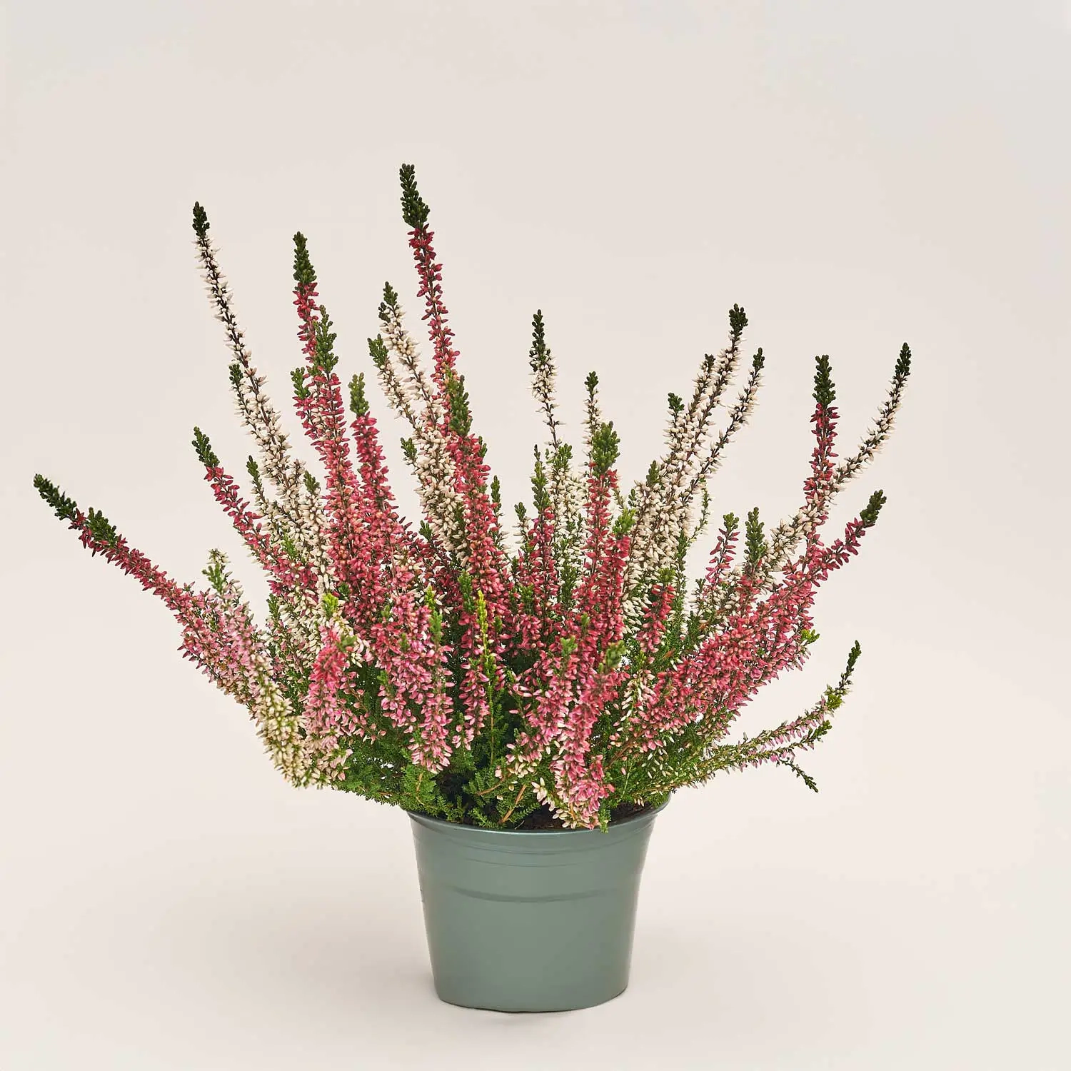 Калуна біколор, артикул: 52694 Зображення товару Калуна біколор, артикул: 52694