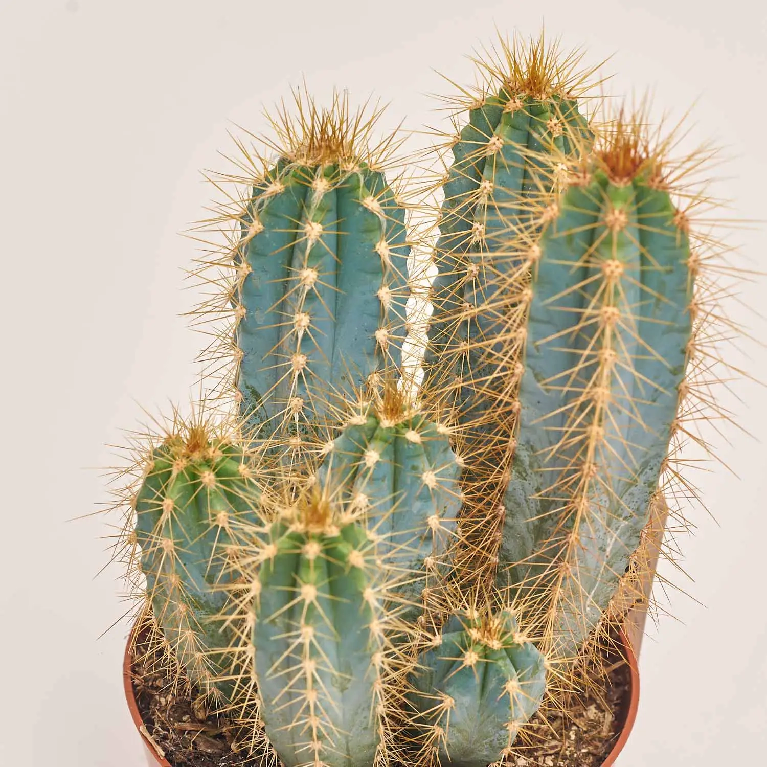 Зображення товару Кактус мікс, артикул: 25671