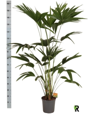 Зображення товару Лівістона Ротундіфолія, артикул: 55851