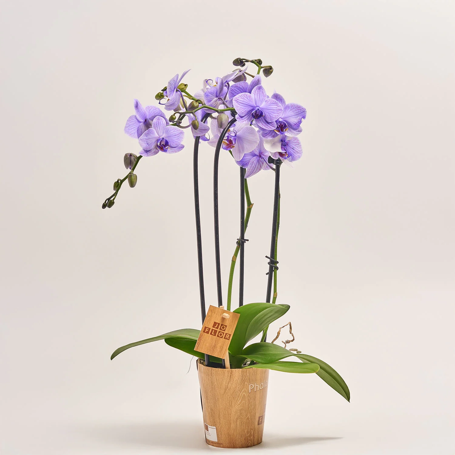 Фаленопсис фарб. каскад 2ст. мікс, артикул: 53484 Зображення товару Фаленопсис фарб. каскад 2ст. мікс, артикул: 53484