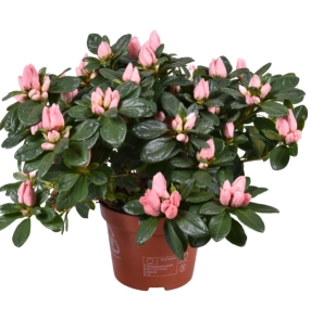 Зображення товару Азалія Тесла, артикул: 57153