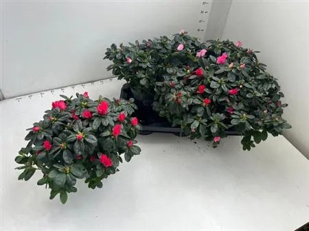 Азалія мікс, артикул: 54060 Зображення товару Азалія мікс, артикул: 54060