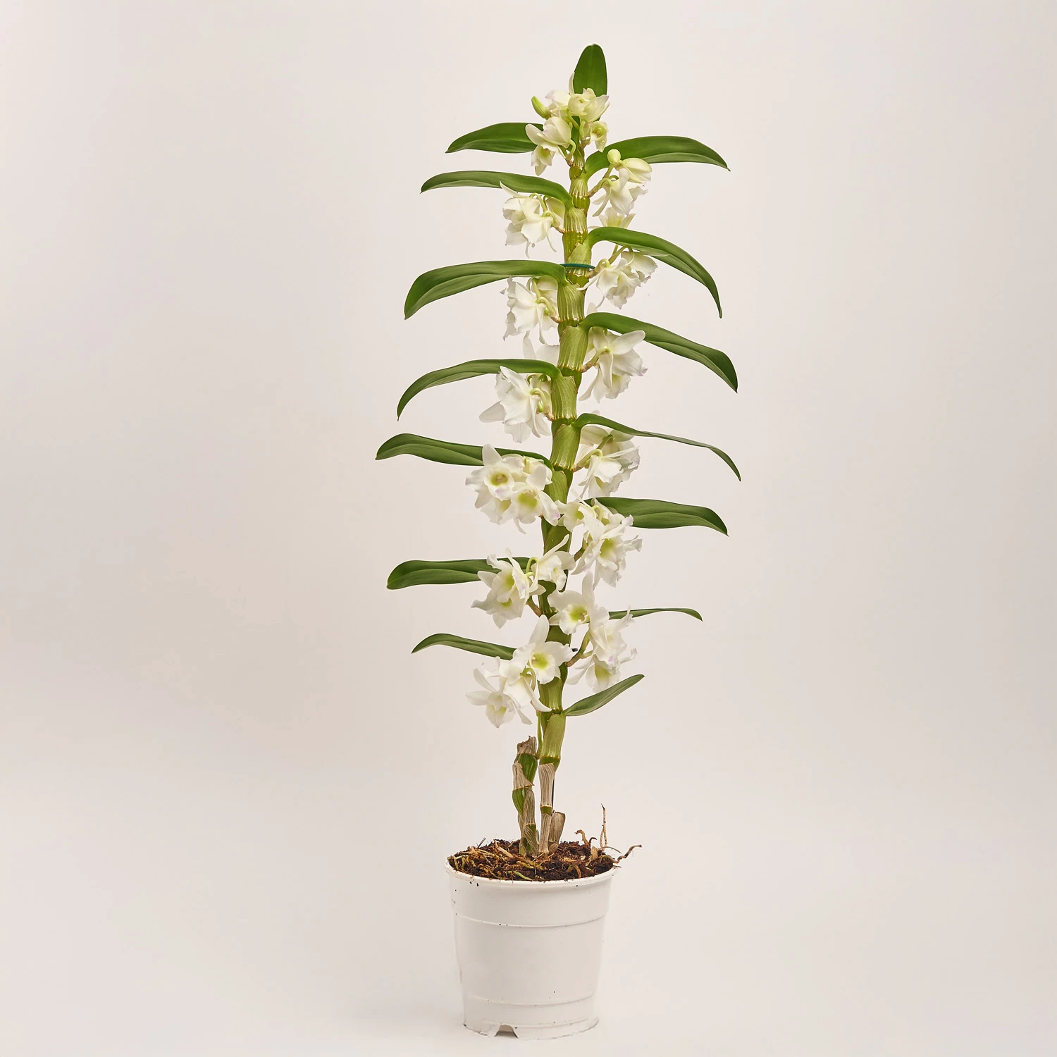 Зображення товару Дендробіум Аполлон 1ст., артикул: 18421