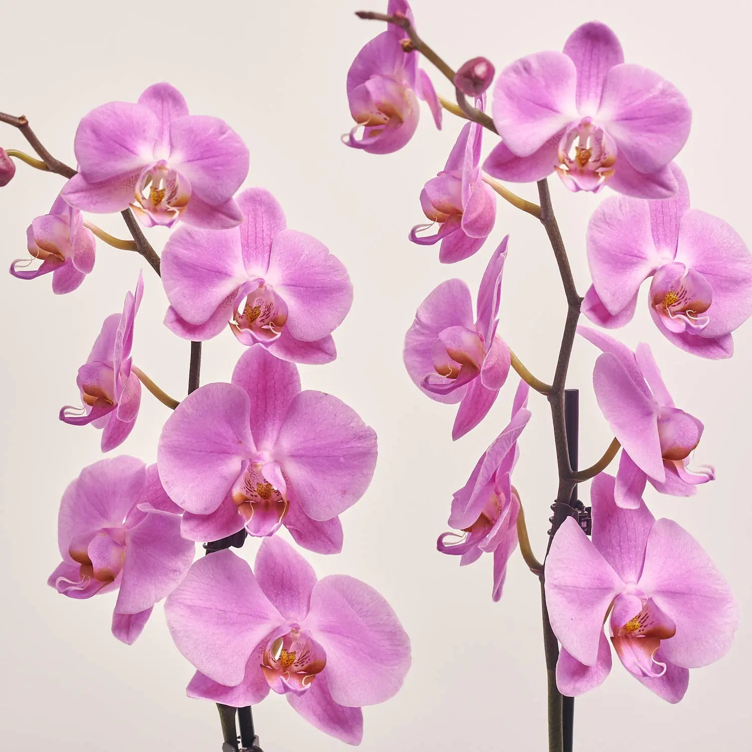 Зображення товару Фаленопсис 2ст. мікс, артикул: 18519