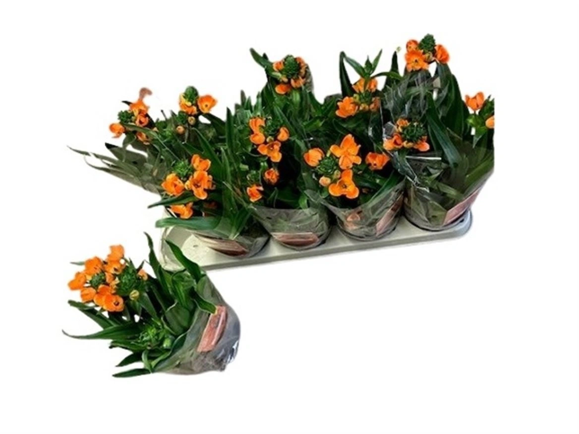 Зображення товару Орнітогалум, артикул: 56996