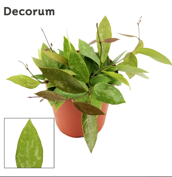 Хойя Грасіліс Decorum, артикул: 61453 Зображення товару Хойя Грасіліс Decorum, артикул: 61453