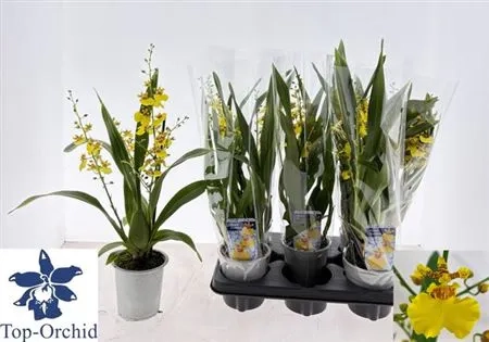 Онцидіум 3ст. жовтий, артикул: 54054 Зображення товару Онцидіум 3ст. жовтий, артикул: 54054