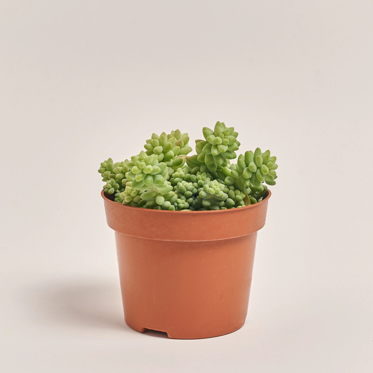 Зображення товару Сукулент мікс, артикул: 2084