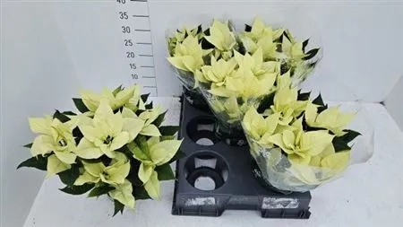 Зображення товару Пуансетія Крісмас Лайм, артикул: 54301