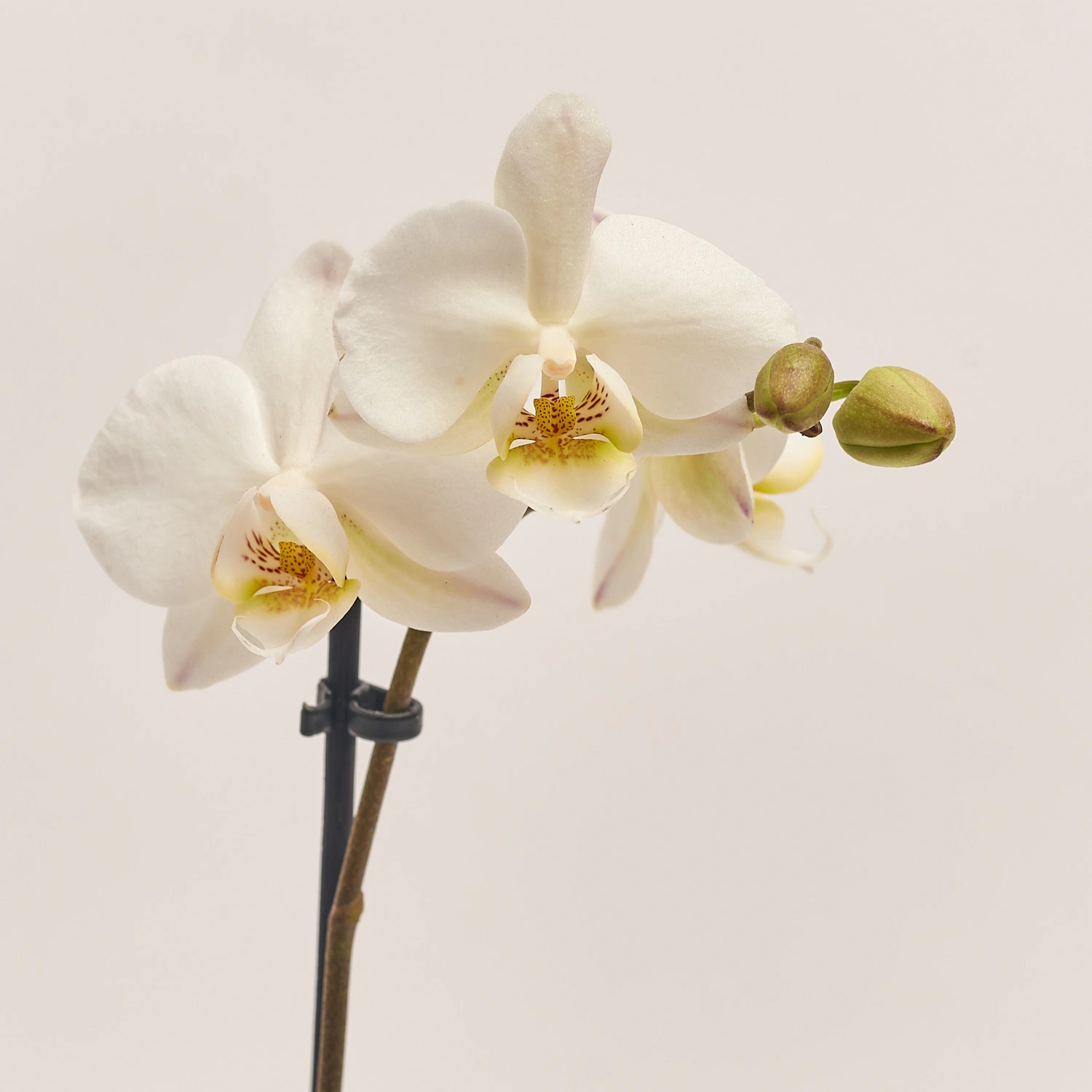 Зображення товару Фаленопсис міні 1ст. в кер., артикул: 50231