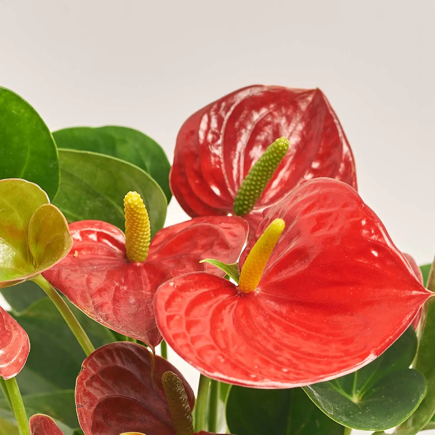 Зображення товару Антуріум Сексес Ред, артикул: 54151