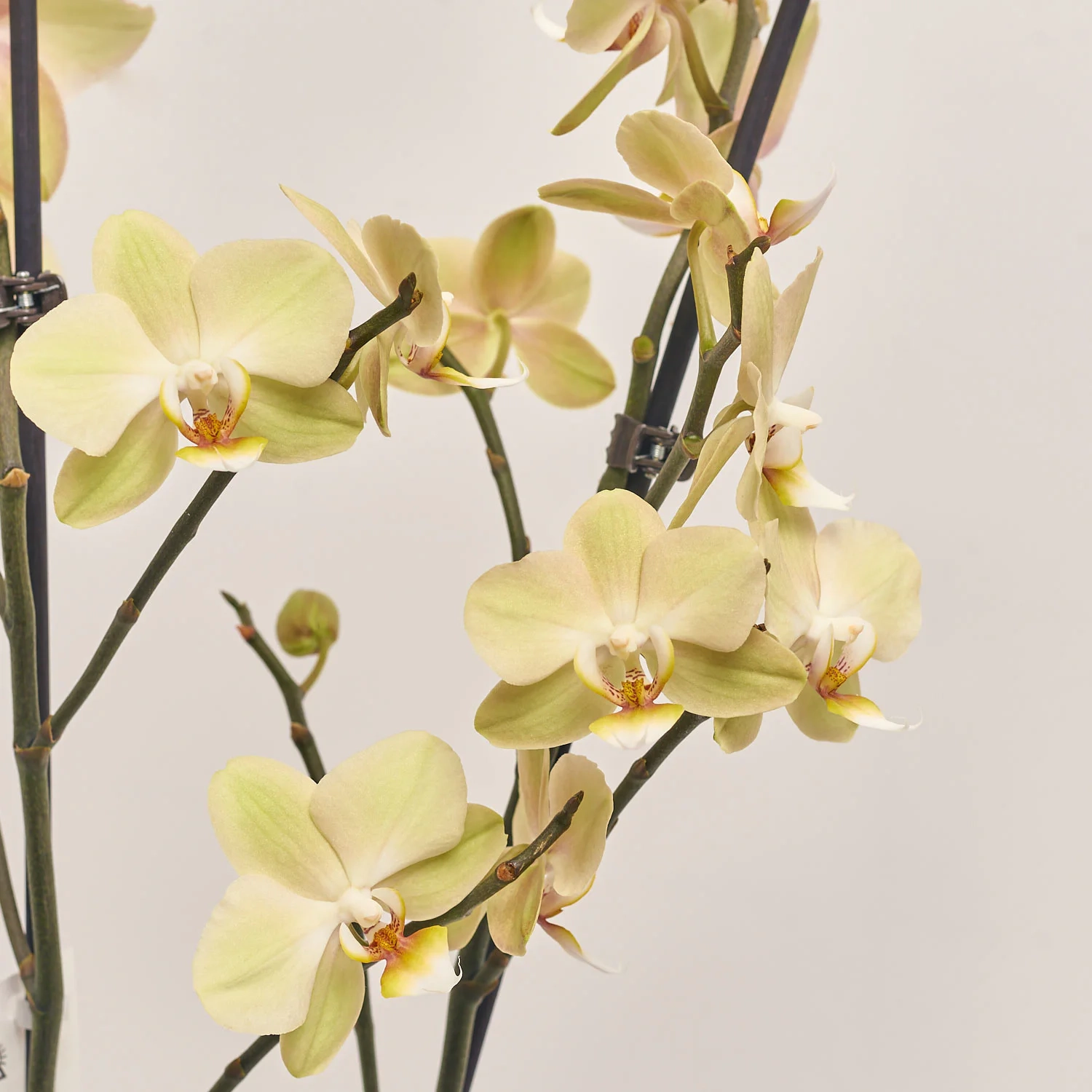 Зображення товару Фаленопсис 2ст. мікс, артикул: 19290