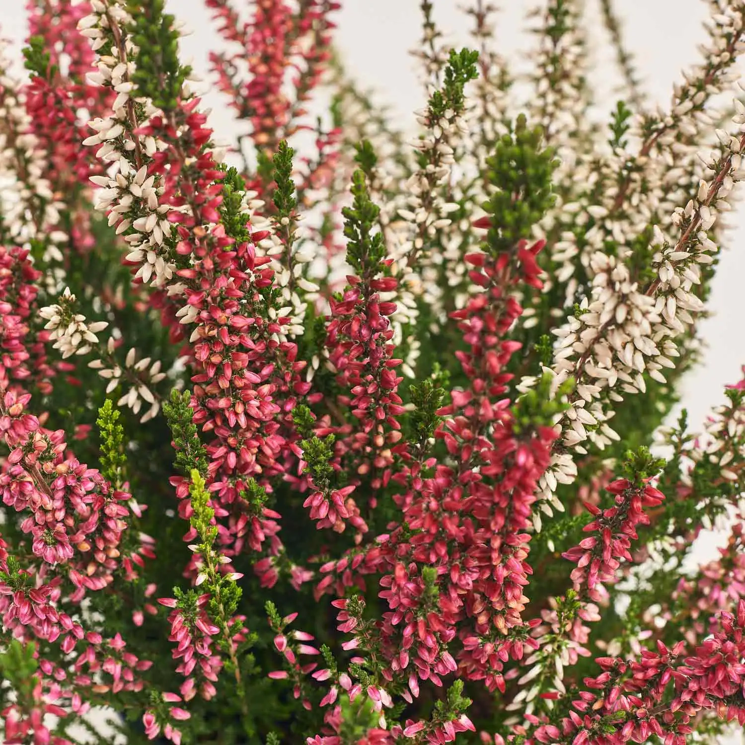 Калуна біколор, артикул: 52694 Зображення товару Калуна біколор, артикул: 52694